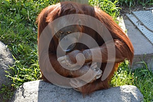 Orangutan