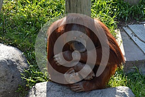 Orangutan