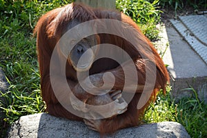 Orangutan