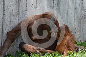 Orangutan