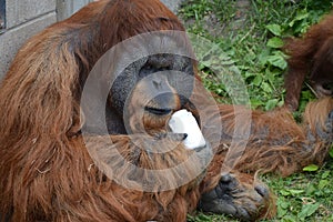 Orangutan