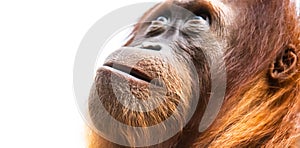 Orangutan, aka orang-utan or orangutang. Detailed face portrait