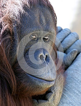 Orangutan or ape chilling in the sun looking unhappy