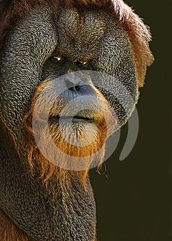Orangutan With Attitude