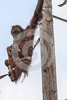 Orangutan with baby