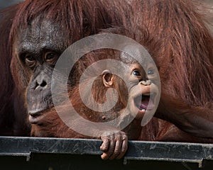 Orangutan - Baby with funny face