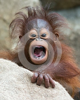 Orangutan - Baby with funny face