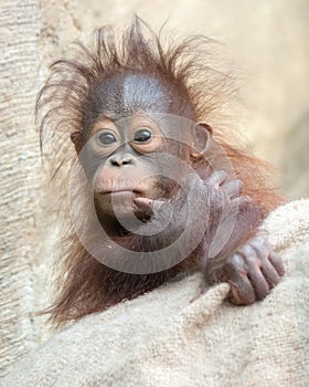 Orangutan baby - Hmmm ... Let me think. photo