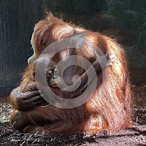 An orangutan, baby monkey