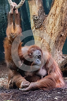 An orangutan, baby monkey