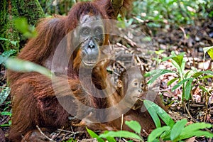 Orangutan baby and Mother