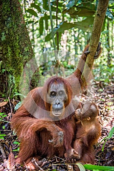 Orangutan baby and Mother