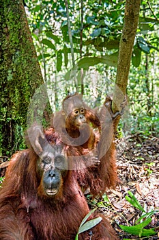 Orangutan baby and Mother