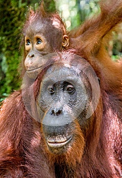 Orangutan baby and Mother