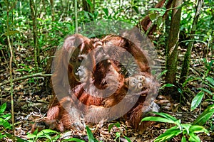 Orangutan baby and Mother