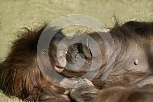 Orangutan baby with mother