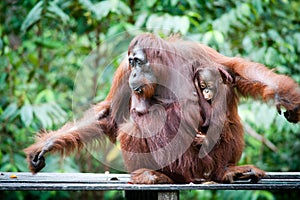 Orangutan and Baby Orangutan