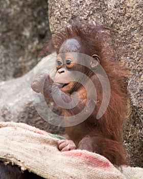 Orangutan - Baby sucking on thumb
