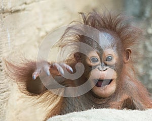 Orangutan baby - Yo, bro!