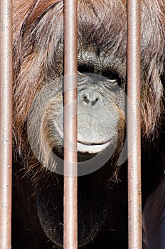 Orangutan behind cage bars