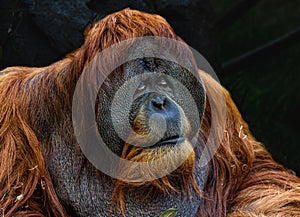 An Orangutan With Black Background
