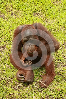 An orangutan is bored at the ZOO, Bali, Indonesia. Sumatran Orangutan closeup