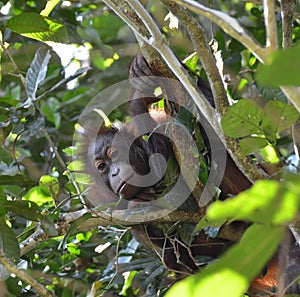 Orangutan, BornÃ©o, Malaisie photo