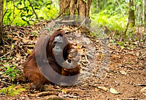 Orangutan in Borneo Indonesia.