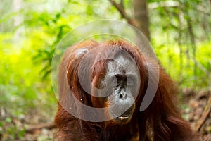 Orangutan in Borneo Indonesia.