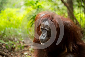 Orangutan in Borneo Indonesia.