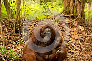 Orangutan in Borneo Indonesia.