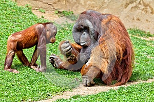 Orangutan of Borneo, Pongo Pygmaeus