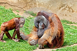 Orangutan of Borneo, Pongo Pygmaeus