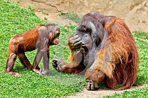 Orangutan of Borneo, Pongo Pygmaeus photo