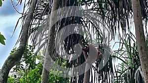 Orangutan in Bukit Lawang National Park in Sumatra