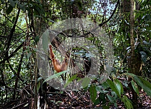 Orangutan Bukit Lawang National Park in Sumatra