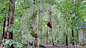 Orangutan in Bukit Lawang National Park in Sumatra