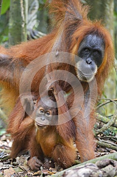 Orangutan, Bukit Lawang, Sumatra, Indonesia