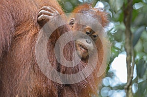 Orangutan, Bukit Lawang, Sumatra, Indonesia