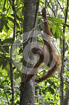 Orangutan, Bukit Lawang, Sumatra, Indonesia