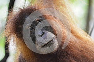 Orangutan, Bukit Lawang, Sumatra, Indonesia