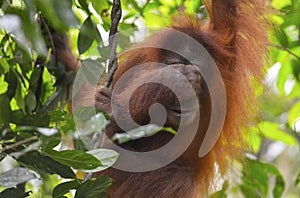 Orangutan, Bukit Lawang, Sumatra, Indonesia