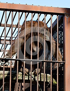 Orangutan in cage