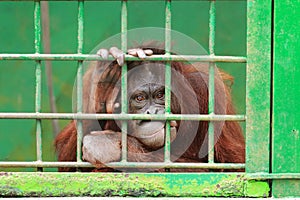 Orangutan in cage
