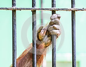 Orangutan in cage looking for freedom.