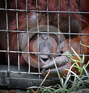 Orangutan in a cage