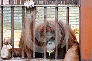 Orangutan in a cage