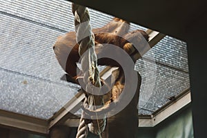 Orangutan, it is in the cage.