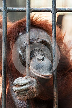 Orangutan in cage