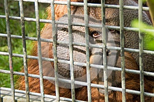 Orangutan in captivity behind bars